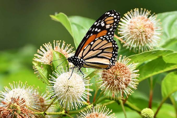 Cephalanthus occidentalis - Button Bush