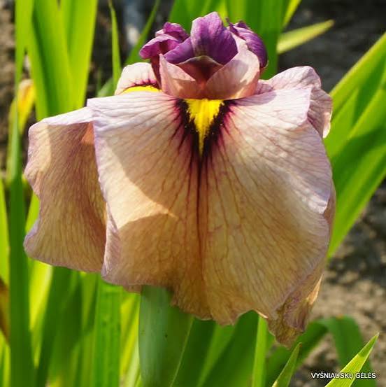 Iris pseudata - ‘Chaki’ Peach