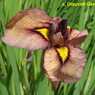 Iris pseudata - ‘Chaki’ Peach