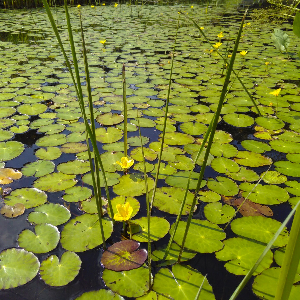Nymphoides peltata - Floating heart