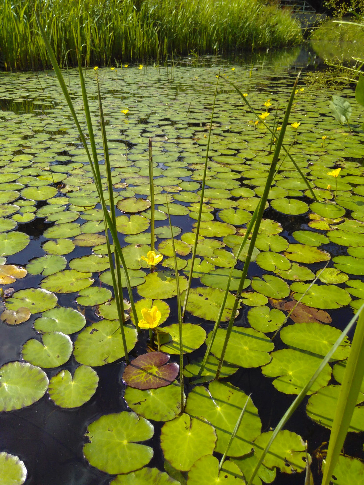 Nymphoides peltata - Floating heart