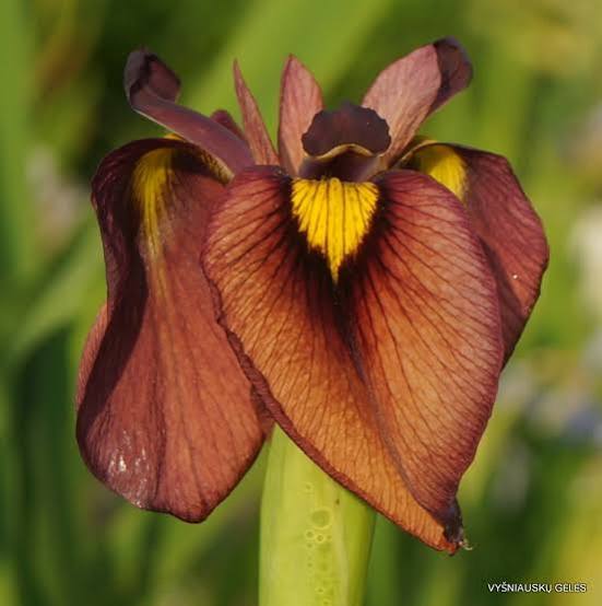 Iris pseudata - ‘Chastubo’ Peach
