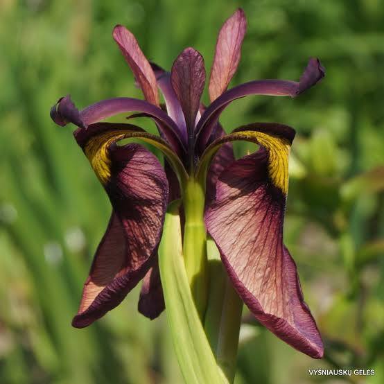Iris pseudata - ‘Chastubo’ Peach