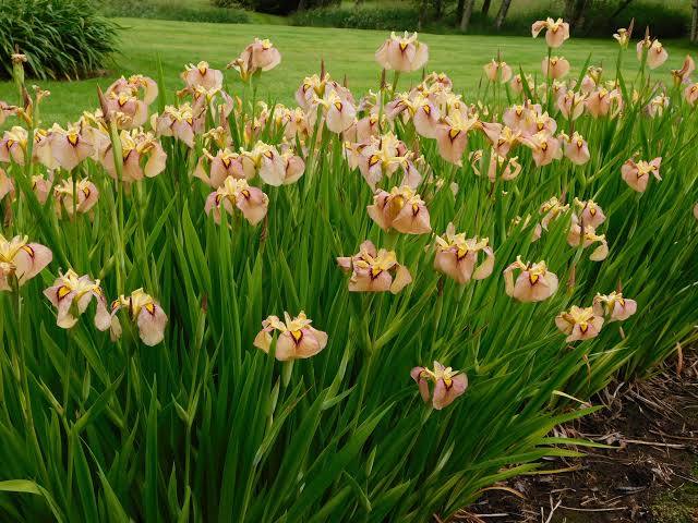 Iris pseudata - ‘Chastubo’ Peach