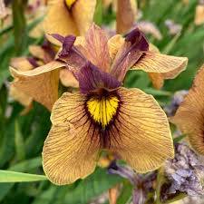 Iris pseudata - ‘Chastubo’ Peach