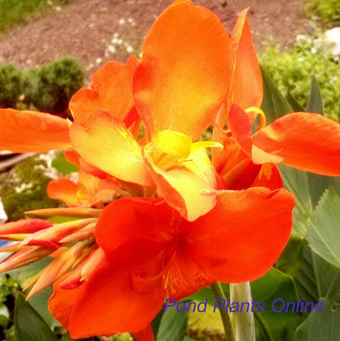 Canna ‘Chiquita Punch’ Dwarf