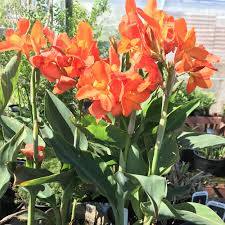 Canna ‘Chiquita Punch’ Dwarf