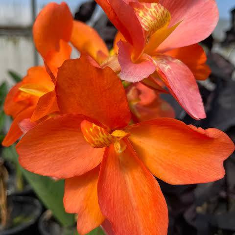 Canna ‘Chiquita Punch’ Dwarf