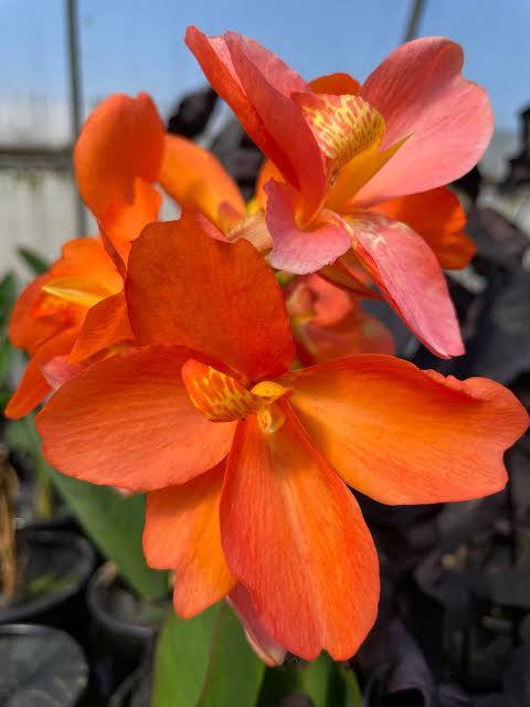 Canna ‘Chiquita Punch’ Dwarf