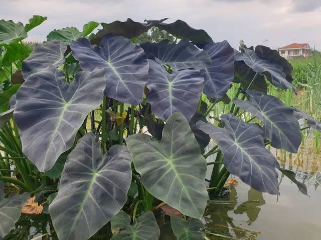 Colocasia esculenta ‘Coal Miner’ Taro