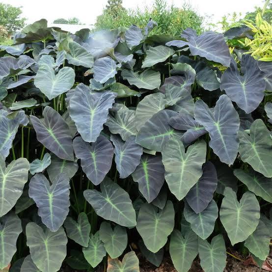 Colocasia esculenta ‘Coal Miner’ Taro