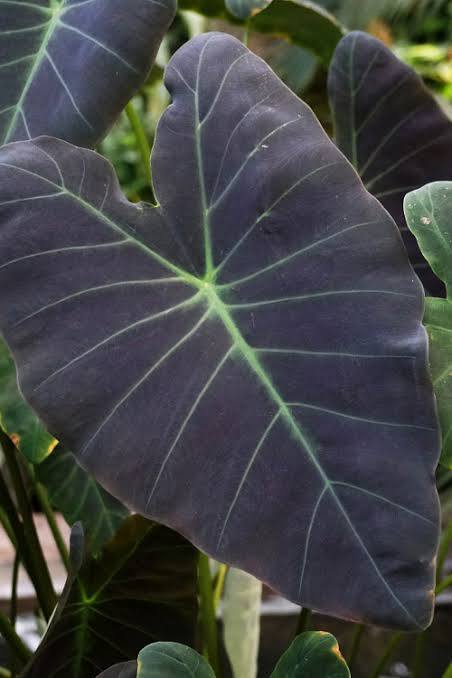 Colocasia esculenta ‘Coal Miner’ Taro