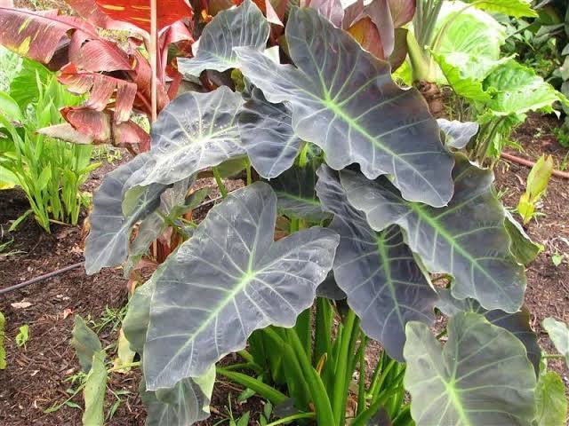 Colocasia esculenta ‘Coal Miner’ Taro