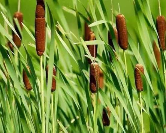 Typha latifolia - Common cattail