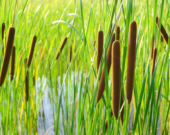 Typha latifolia - Common cattail