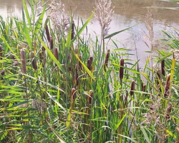 Typha latifolia - Common cattail