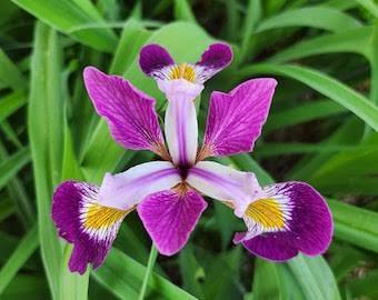 Iris virginica - 'Contraband Girl'