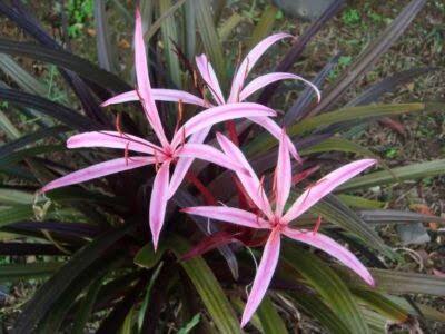 Crinum ‘Menehune’ - Red Leaf Bog Lily