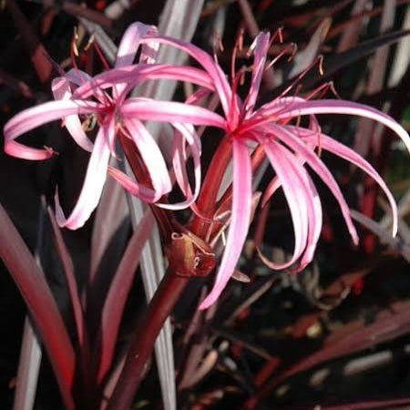 Crinum ‘Menehune’ - Red Leaf Bog Lily