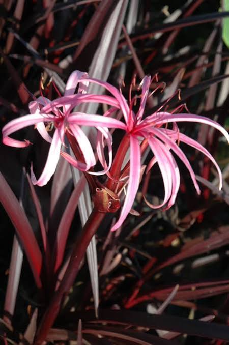 Crinum ‘Menehune’ - Red Leaf Bog Lily