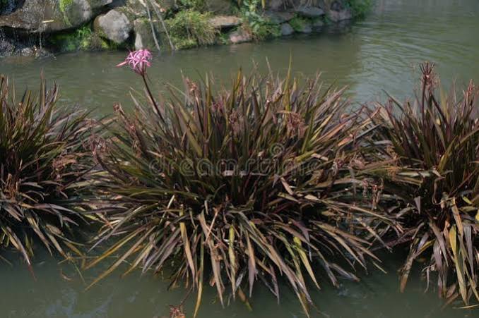 Crinum ‘Menehune’ - Red Leaf Bog Lily