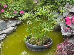 Cyperus alternifolius - Umbrella Palm