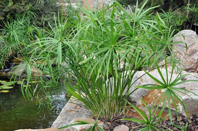 Cyperus alternifolius - Umbrella Palm
