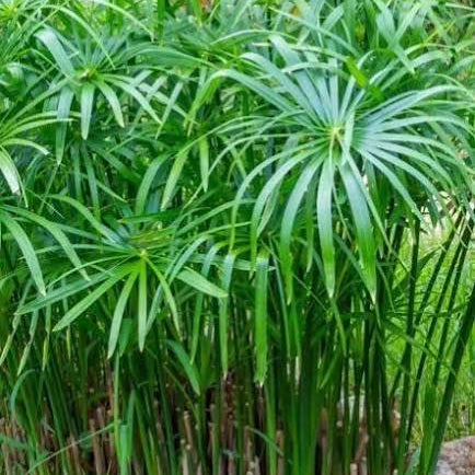 Cyperus alternifolius - Umbrella Palm