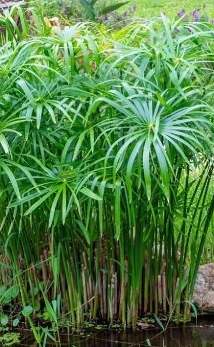 Cyperus alternifolius - Umbrella Palm
