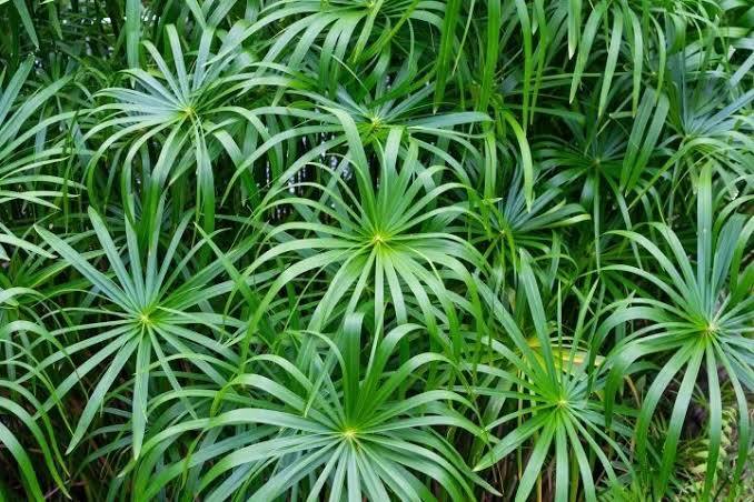 Cyperus alternifolius - Umbrella Palm