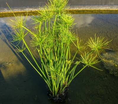 Cyperus haspan - Dwarf Papyrus