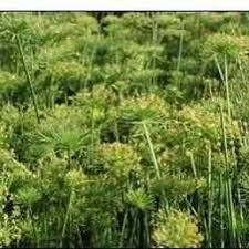 Cyperus haspan - Dwarf Papyrus