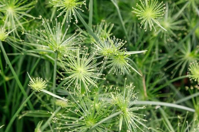 Cyperus haspan - Dwarf Papyrus