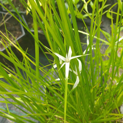 Dichromena colorata - Star grass