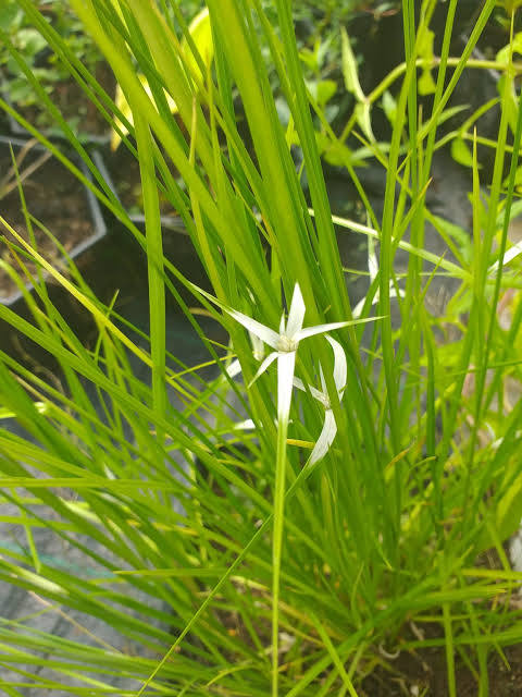 Dichromena colorata - Star grass