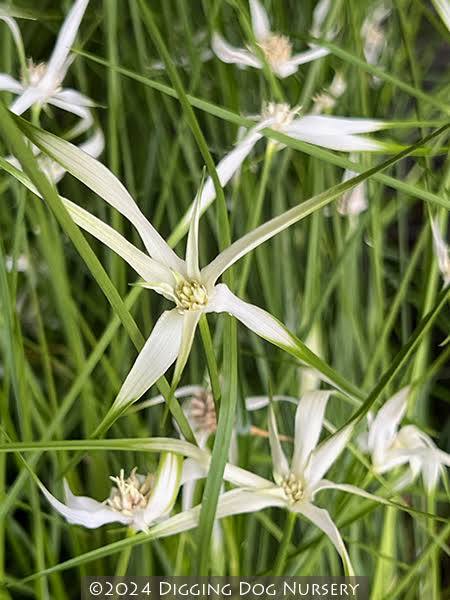 Dichromena colorata - Star grass