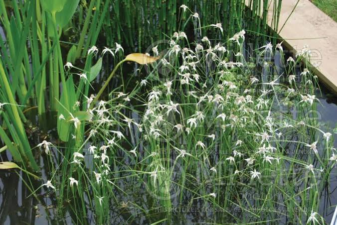 Dichromena colorata - Star grass