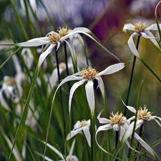 Dichromena colorata - Star grass