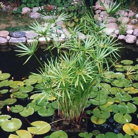 Cyperus alternifolius ‘Gracilis’ - Dwarf Umbrella Palm