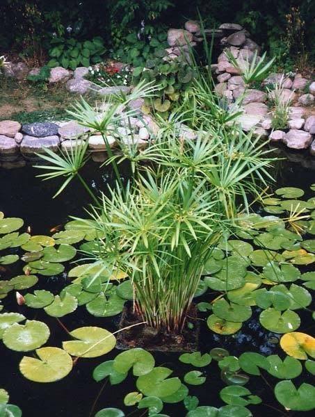 Cyperus alternifolius ‘Gracilis’ - Dwarf Umbrella Palm