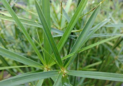 Cyperus alternifolius ‘Gracilis’ - Dwarf Umbrella Palm