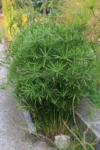 Cyperus alternifolius ‘Gracilis’ - Dwarf Umbrella Palm
