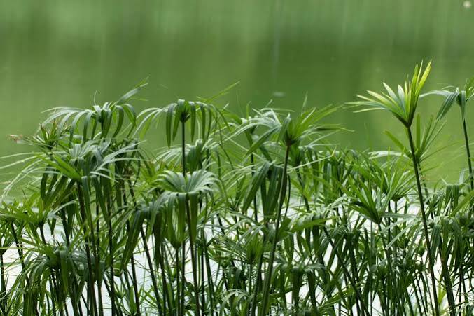 Cyperus alternifolius ‘Gracilis’ - Dwarf Umbrella Palm