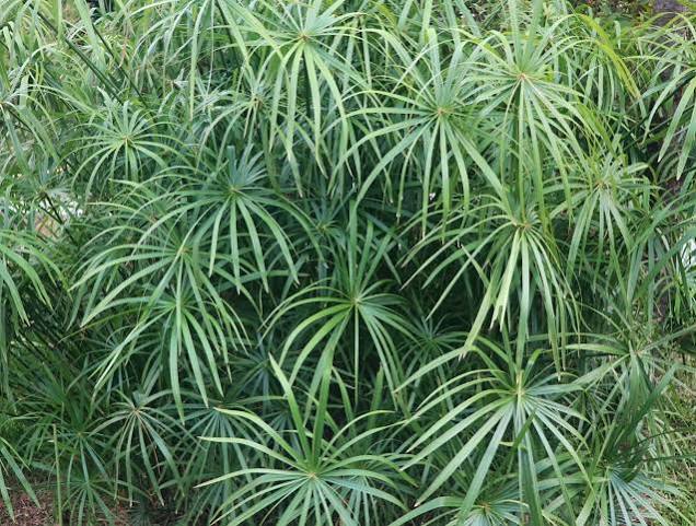 Cyperus alternifolius ‘Gracilis’ - Dwarf Umbrella Palm