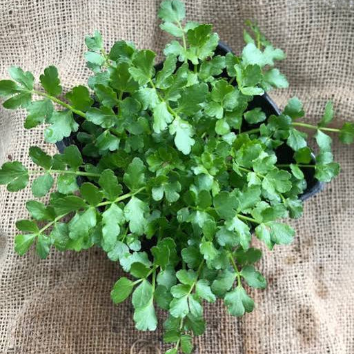 Oenanthe ssp. - Dwarf water celery