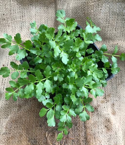 Oenanthe ssp. - Dwarf water celery