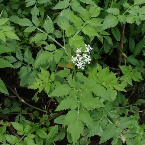 Oenanthe ssp. - Dwarf water celery