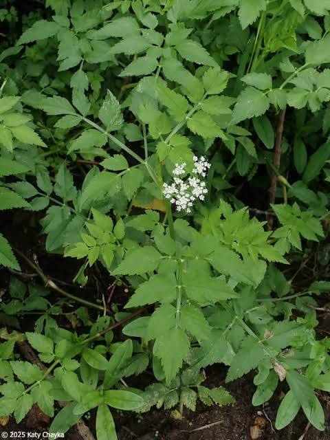 Oenanthe ssp. - Dwarf water celery