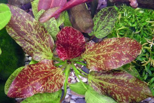 Echinodorus ‘Red Flame’ Swordplant