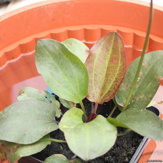 Echinodorus ‘Red Flame’ Swordplant